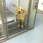 Adoptable Georgia Dogs for May 3, 2013