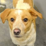 Adoptable Georgia Dogs for June 19, 2013