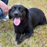 Adoptable Georgia Dogs for April 12, 2013