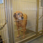 Adoptable Georgia Dogs for March 8, 2013