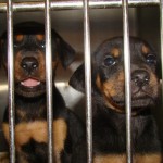 Adoptable Georgia Dogs for May 7, 2013