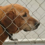 Adoptable Georgia Dogs for March 4, 2013