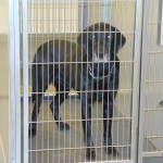 Adoptable Georgia Dogs for May 18, 2013