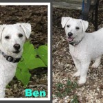 Georgia Adoptable Dogs for April 10, 2013