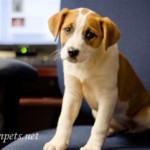 Georgia Political News for March 6, 2012