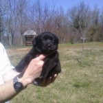 Georgia Political News for March 22, 2012
