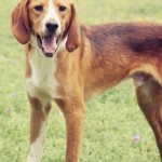 Adoptable Georgia Dogs for May 29, 2013