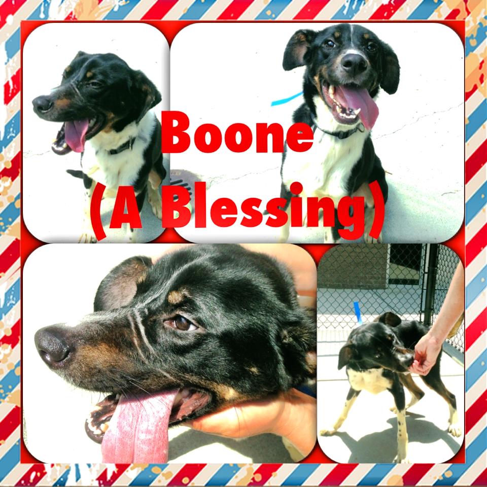Boone Hound Gwinnett