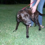 Adoptable Georgia Dogs for March 26, 2013