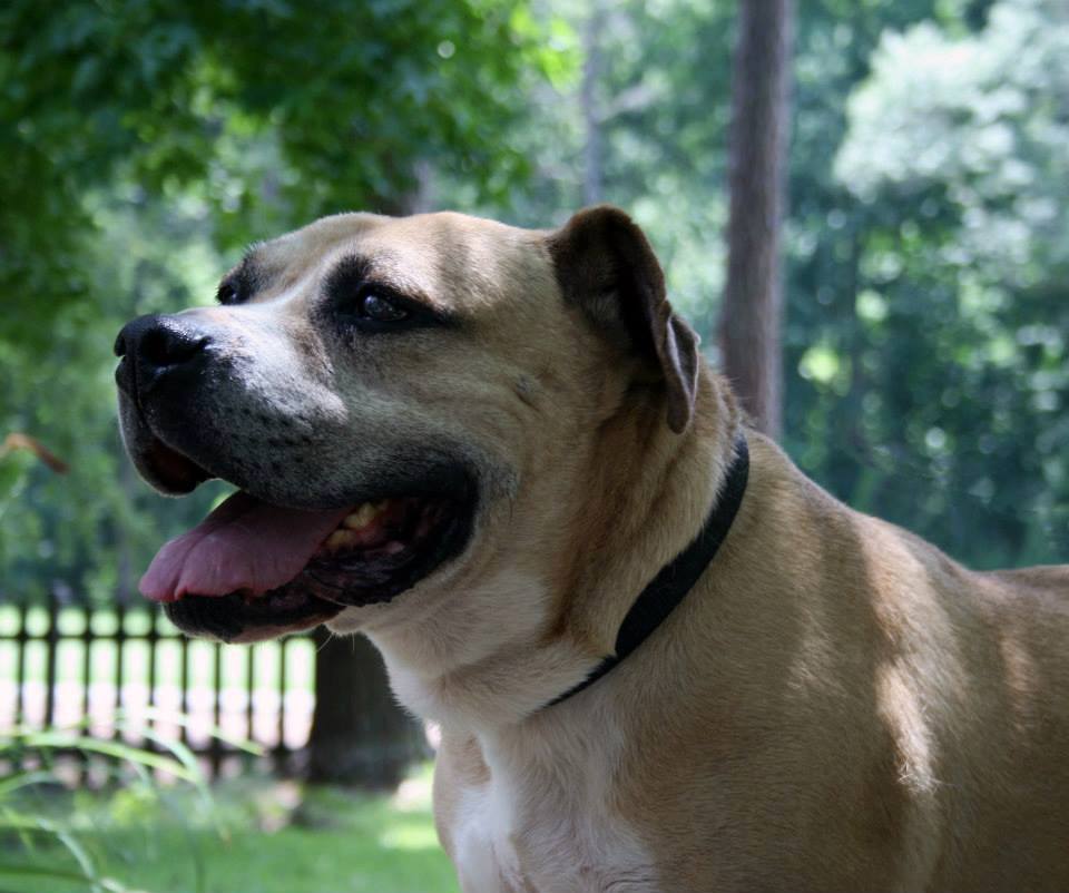Bruno