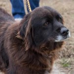 Adoptable Georgia Dogs for March 22, 2013
