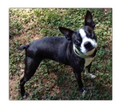 Cartersville Milo Tate