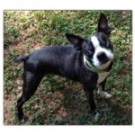 Adoptable Georgia Dogs for July 23, 2013