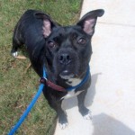 Adoptable Georgia Dogs for July 26, 2013