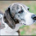Adoptable Georgia Dogs for March 13, 2013