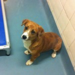 Adoptable Georgia Dogs for March 18, 2013