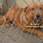 Adoptable Georgia Dogs for April 22, 2013