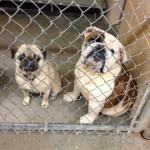 Adoptable Georgia Dogs for April 4, 2013