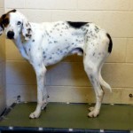 Adoptable Georgia Dogs for May 15, 2013