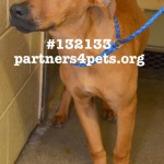 Adoptable Georgia Dogs for May 23, 2013