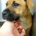 Adoptable Georgia Dogs for April 23, 2013