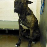 Adoptable Georgia Dogs for April 24, 2013