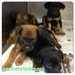 Adoptable Georgia Dogs for May 30, 2013
