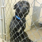 Adoptable Georgia Dogs for April 1, 2013