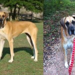 Adoptable Georgia Dogs for April 8, 2013