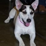 Georgia Adoptable Dogs for March 27, 2013
