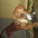 Adoptable Georgia Dogs for June 25, 2013