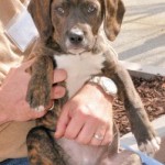 Georgia Political News for March 23, 2012