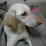 Adoptable dogs for February 25, 2013