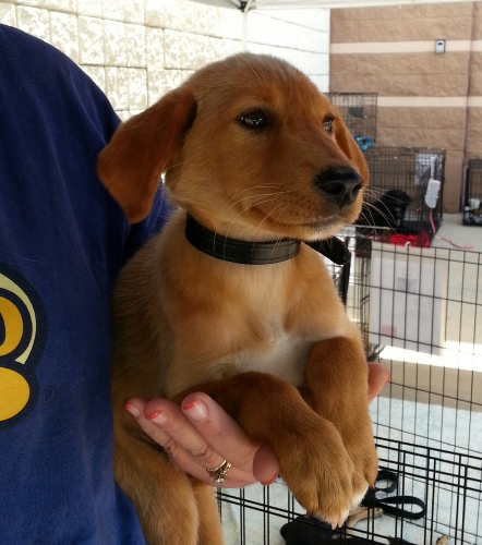 Faith Hound Puppy