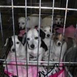 Adoptable Dogs in Georgia for March 20, 2013