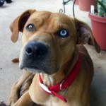 Georgia Adoptable Dogs for July 25, 2013