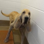 Adoptable Georgia Dogs for June 28, 2013