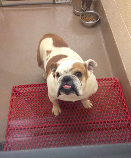 Gwinnett Bulldog