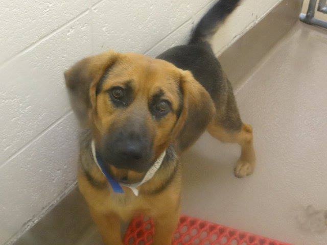 Gwinnett Hound 0717