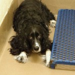 Adoptable Georgia dogs for April 16, 2013