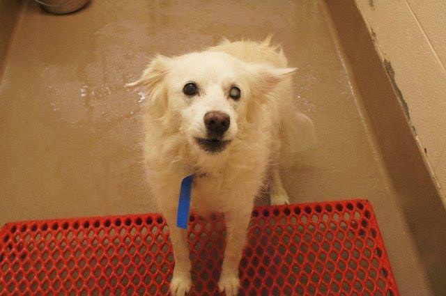 Gwinnett White Terrier