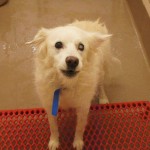 Georgia Adoptable Dogs for July 1, 2013