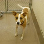 Adoptable Dogs for February 26, 2013