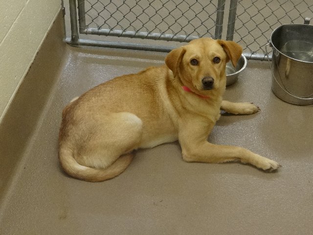 Gwinnett29651