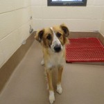 Adoptable Georgia dogs for March 14, 2013