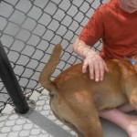 Adoptable Georgia Dogs for April 18, 2013