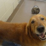 Adoptable Georgia Dogs for June 4, 2013