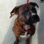 Adoptable Georgia Dogs for July 18, 2013