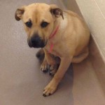 Adoptable Georgia Dogs for June 5, 2013