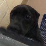 Adoptable Georgia Dogs for May 31, 2013